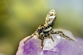 斑马蜘蛛微距特写图片